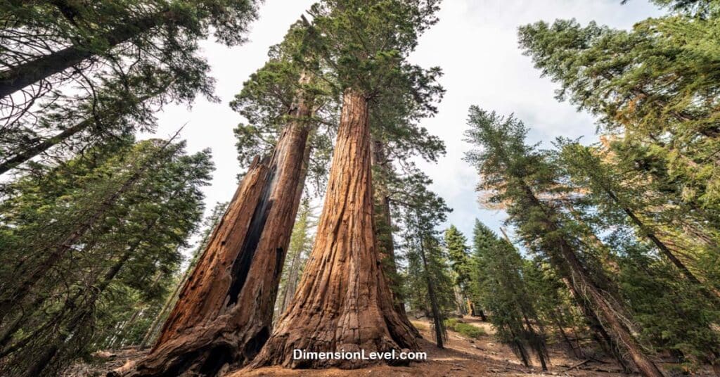 Sequoias Tree