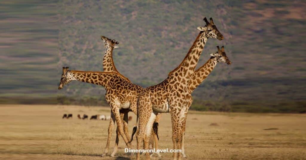 Four Giraffes