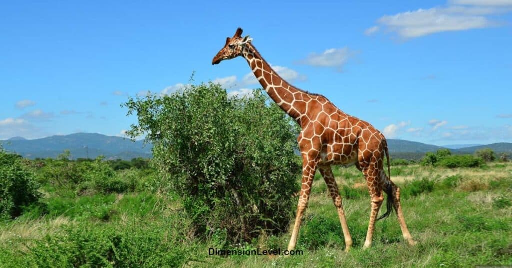 A Giraffe