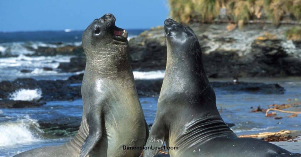 Two California Sea Lions