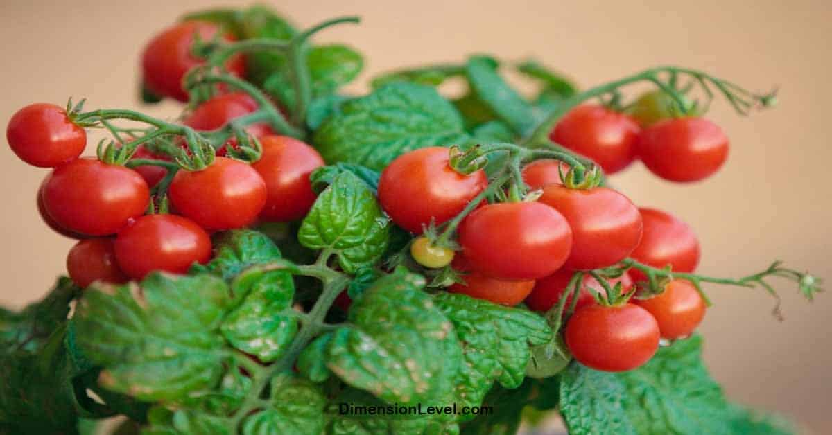 A Cherry Tomato