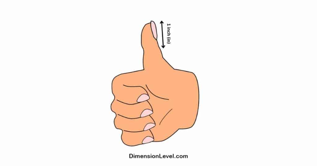 An Adult Thumb From Knuckle To Tip