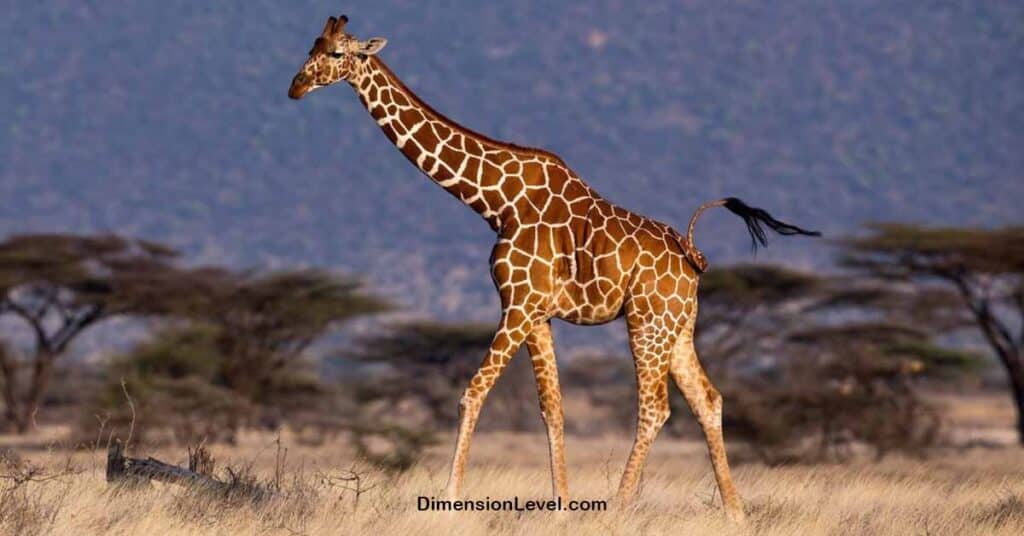 Half as Tall as a Giraffe