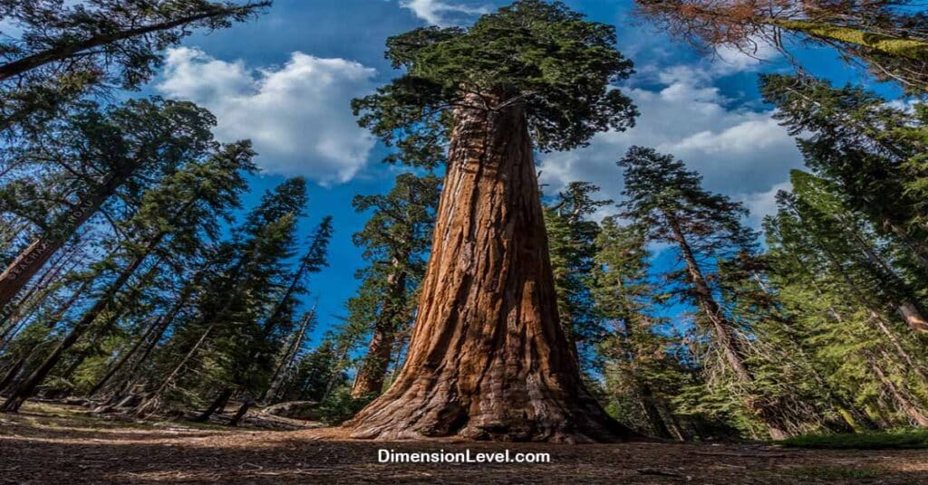 Half the Height of a Giant Sequoia Tree