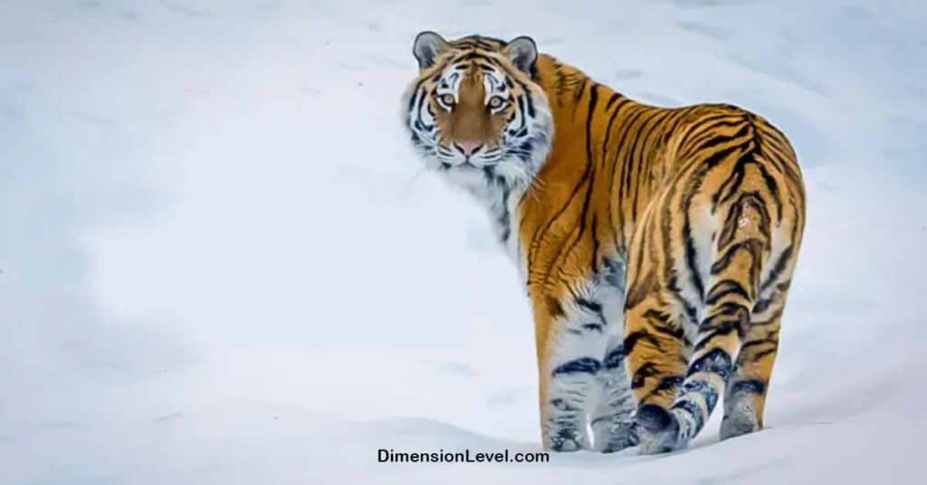 Siberian Tiger